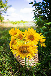 花束一向日葵放在绿草上的袋里特写一束向日葵放在绿草上的袋里花时尚图片