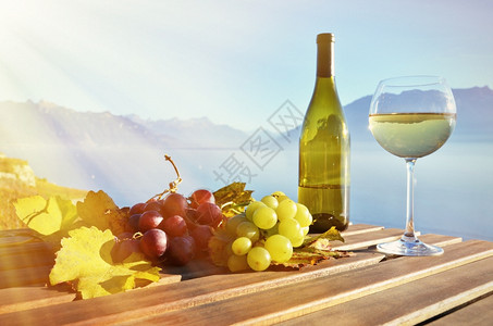 瑞士日内瓦湖的葡萄酒和争夺瑞士日内瓦湖桌子柴金葡萄栽培图片