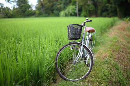 路在户外Asia泰国大米稻田中自行车木头旅图片