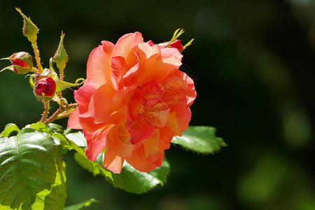 植物花瓣特别的美丽橙色玫瑰有复制空间图片