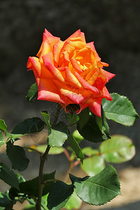 采摘情人节花园中美丽的橙色玫瑰开花图片