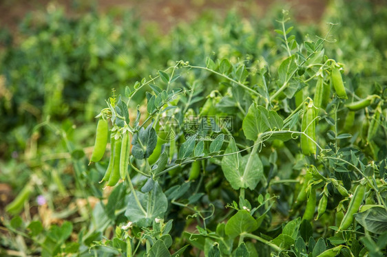 营养丰富荚豌豆在地里生长有机产品的种植豌豆在地里生长收获图片