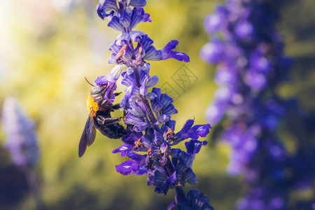 木匠蜜蜂浸在大自然美丽的花朵上皮里斯亚洲紫色的图片