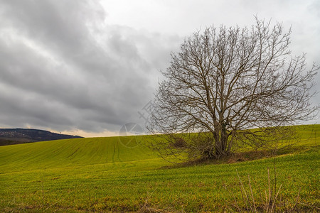 土壤在田野云白日凝固着一棵大树的风景畦令人惊叹的图片