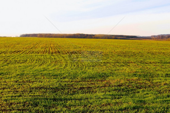 乡村的文化秋末天好气冬季种田小麦食物图片