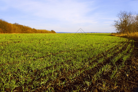水平的生长庄稼秋末天好气冬季种田小麦图片