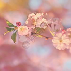 分支植物学有着天然颜色的美丽花朵树其春底樱花图片