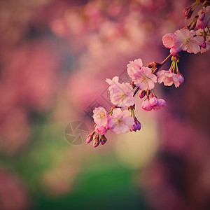 行进有着天然颜色的美丽花朵树其春底公园艺图片