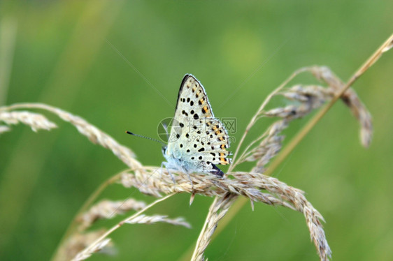 青蓝银的漂亮蝴蝶在刀片上胡子夏天抽象的图片