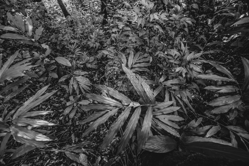 闪电十一月美丽的森林黑白树图片