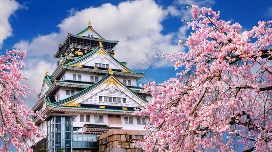 粉色的日本大阪樱花和城堡树旅游图片