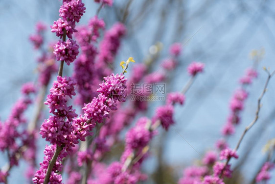 开花在模糊的天空上紧地关春美丽的粉红色花朵玫瑰夏天图片