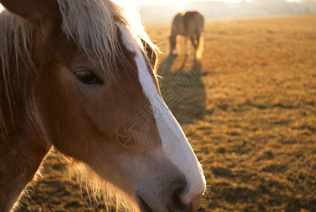 纯种绿色两匹马在牧场上近距离接哺乳动物图片