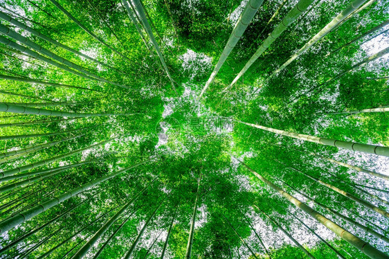 太阳下的竹林图片