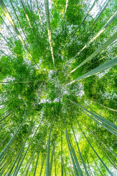 太阳下的竹林图片