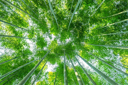 太阳下的竹林图片