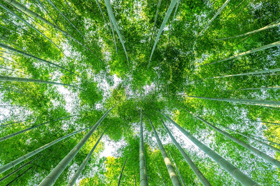 太阳下的竹林图片