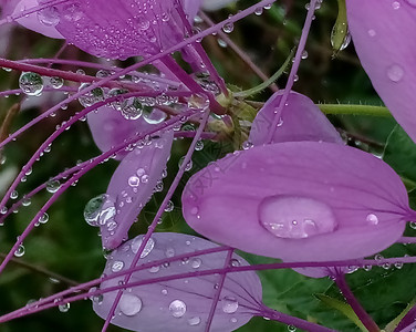 粉红色花朵上的露珠图片