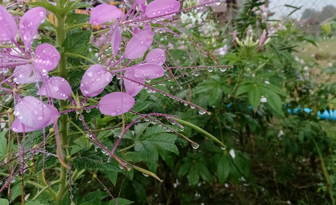 粉红色花朵上的露珠图片