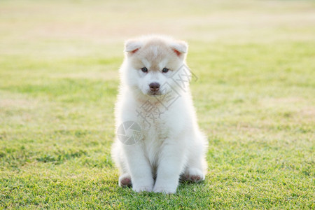 肖像阳光下草地上的可爱西比莉安哈斯基小狗站立朋友图片