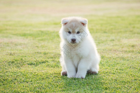 有趣的品种阳光下草地上的可爱西比莉安哈斯基小狗婴儿图片