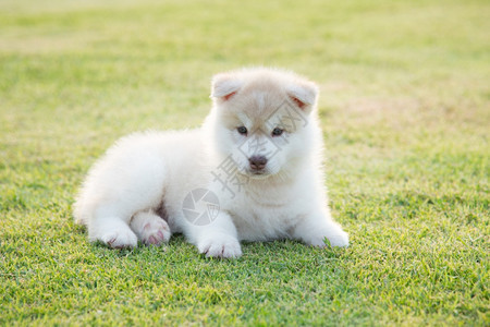 肖像阳光下草地上的可爱西比莉安哈斯基小狗金子外部图片