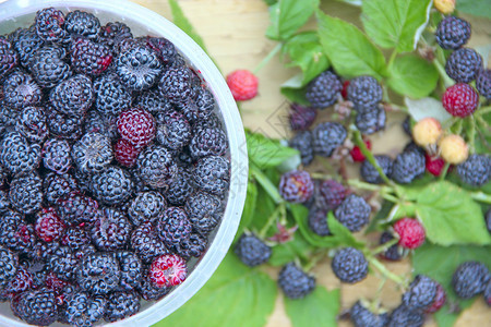 黑色覆盆子浆果作物桶中成熟的西洋莓装满新鲜甜黑覆盆子的桶成熟覆盆子特写水果好的植物学图片