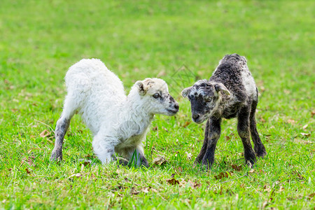 兄弟春季两只新生羔羊一起在绿草地玩耍舍内维尔季节图片