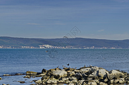 黑海与银鸥或LarusArgentitus和Blackcomerrant一起飞行并在靠近保加利亚欧洲古城Nessebar的海岸上图片