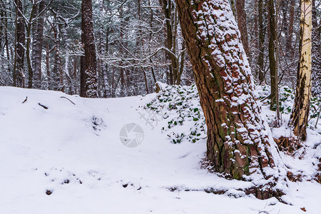 白雪森林景观色山丘和树干覆盖在白雪中荷兰的杜查森林冬天白色的小路图片