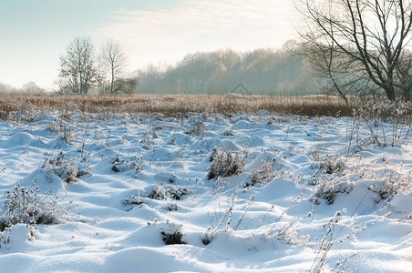 稀有的地球雪覆盖树木和草地雪在田野冬季景观雪在覆盖的树木和草地冬季田野景观美丽图片