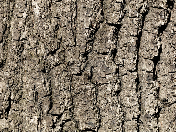 质地灰色的树皮纹理特写选择聚焦使用树皮橡木作为自然背景老橡树皮背景细节特写棕色的图片