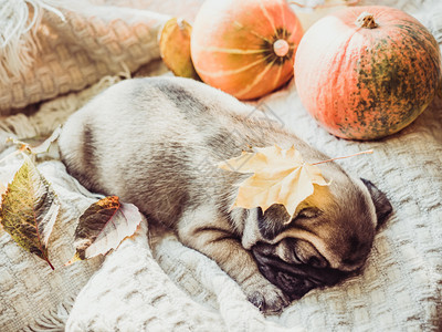 可爱小狗睡在毯子上图片