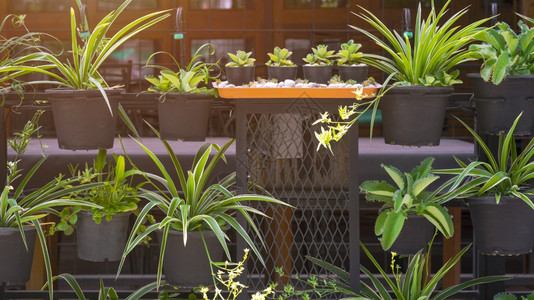 屋托盘外部许多黑塑料锅中的绿色植物挂在家外园艺区配有灌溉供水系统的钢架装饰板上并安灌溉用水系统图片