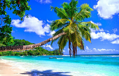 美丽的采取逃离塞舌尔普拉斯林岛和雷热带海滩风景松绿海的棕榈树图片