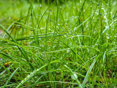 场地液体清晨在附近从雨中撒上水滴的草地宁静图片