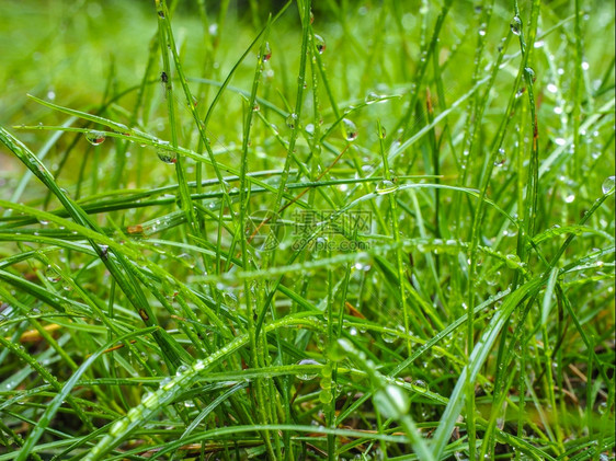 场地液体清晨在附近从雨中撒上水滴的草地宁静图片