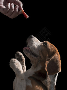 申请脸为了一只狗用黑背景和垂直框架亲手把棍子拿在主人手上然后举起前爪来表示感激之情笑声图片