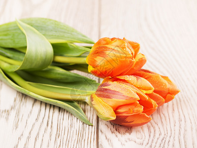 植物浪漫橙色的郁金花束木本底上图片