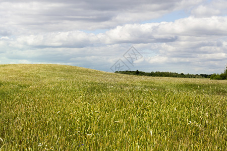 农牧田种植谷物和大量杂草种花在田地上除草剂场景图片