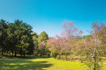 樱花开美丽的自然公园中普鲁努斯塞拉索迪花朵的风景图片