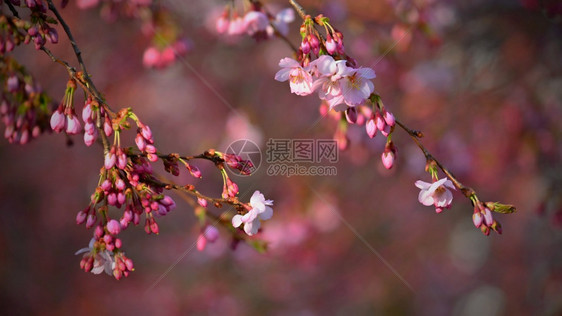 户外春花背景美丽的自然场景春天树林盛开的美丽大自然场景艺术园图片