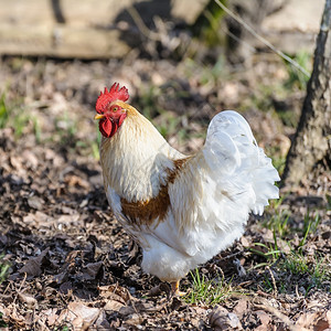 农业母鸡一个英俊的白公鸡在草地上哭泣的肖像家畜图片