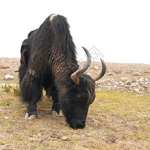 放牧喇叭喜马拉雅山上关闭的野牛印度拉达克高地图片