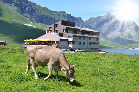 季节牧歌瑞士阿尔卑斯山草地MelchseeFrutt的牛群农业图片