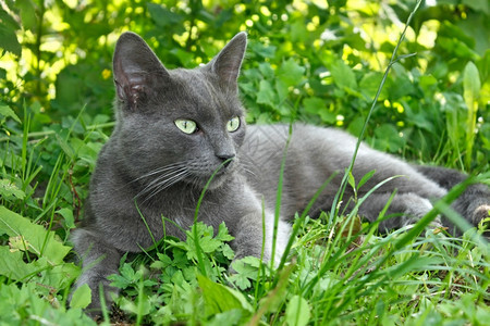 优雅猫科动物夏日躺在绿草上的灰猫松弛图片