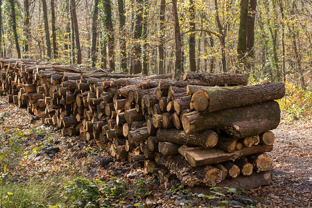 卡住木头堆积在森林中的树木干堆积在林中日志图片
