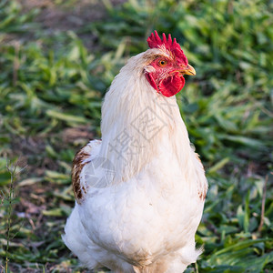 绿色小鸡羽毛一个英俊的白公鸡在草地上哭泣的肖像图片