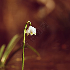 开花降低美丽的春雪花朵白胡萝卜团体图片