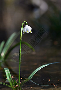 植物学芽美丽的春雪花朵白胡萝卜白芨图片